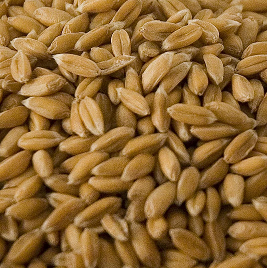 Spelt, heel, gepeld, biologisch, 1 kg - biologisch geteelde, ongepelde speltkorrels, verpakt in een zak van 1 kilogram