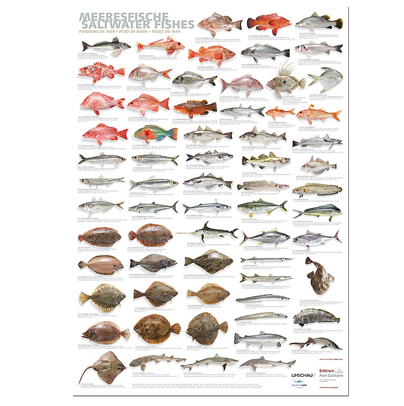 Port Culinaire - Keukenposter Zeevis (59,4 x 84 cm), 1 stuk