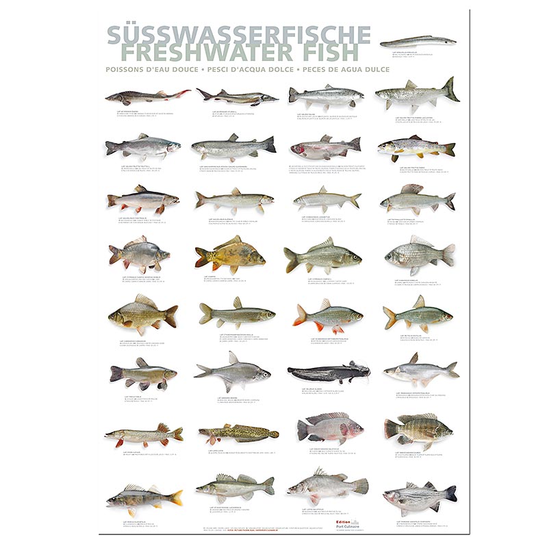 Port Culinaire - Keukenposter Zoetwatervissen (59,4 x 84 cm), 1 stuk