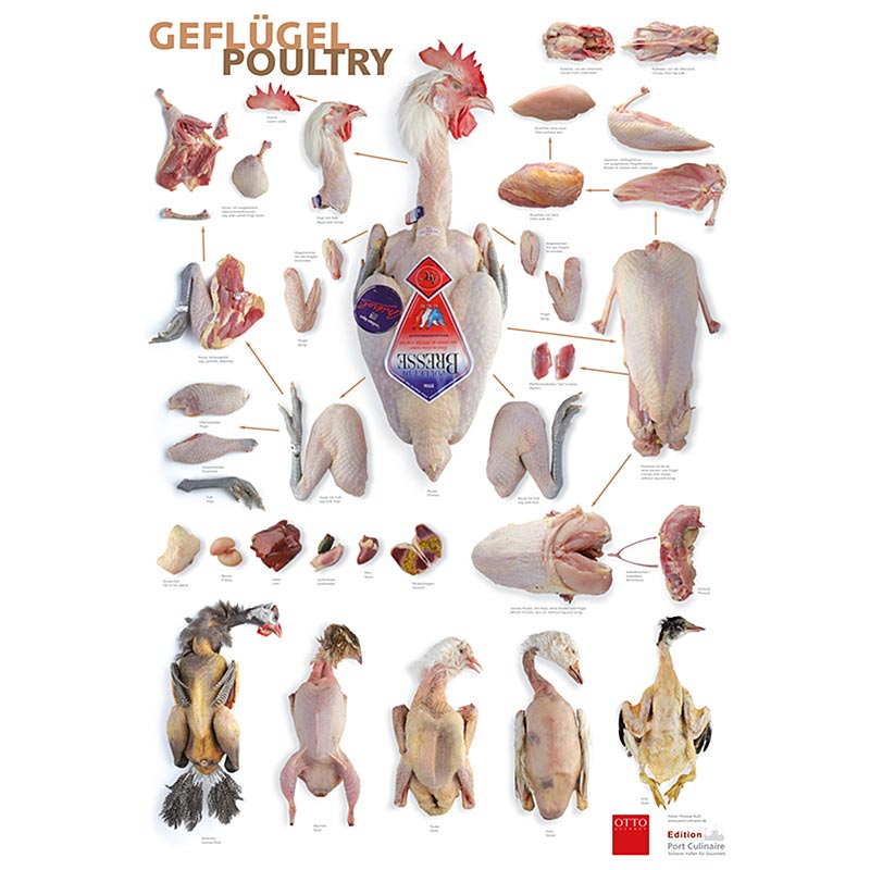 Port Culinaire - Keukenposter Gevogelte (59,4 x 84 cm), 1 stuk