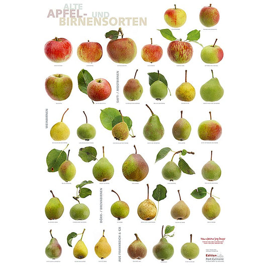 Port Culinaire kitchen poster featuring a vibrant illustration of apples and pears, measuring 594 x 84cm, 1 piece
