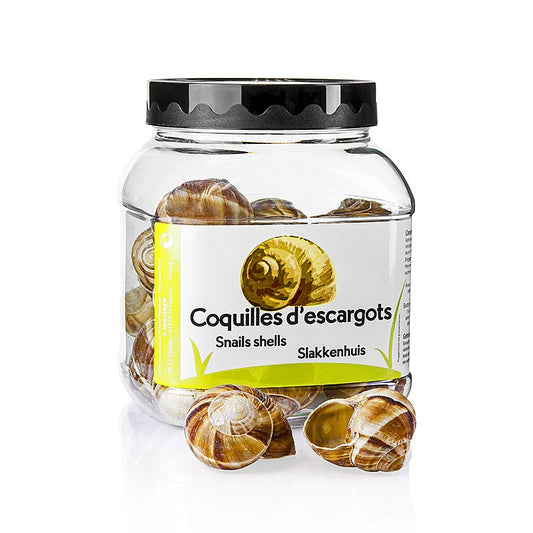 Set of 24 large snail shells, perfect for filling or decorating