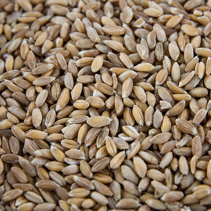Emmertarwe (tweekorrelige tarwe), heel, biologisch, 1 kg