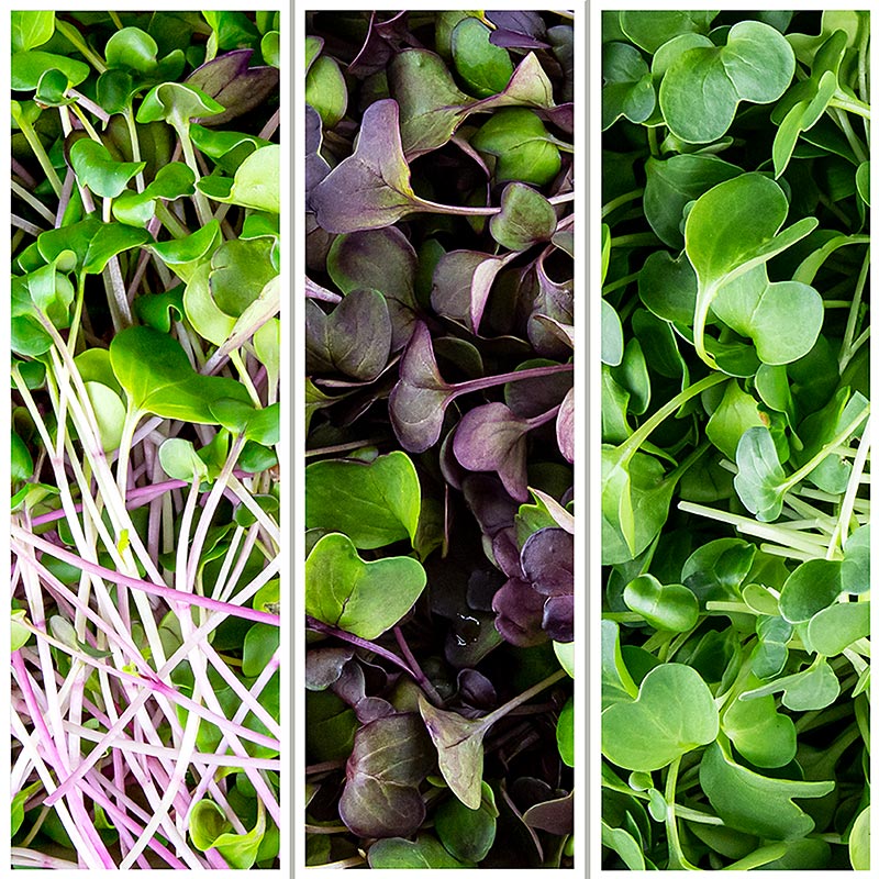 vollgepackt Microgreens MIX "Radijs Radijs", zeer jonge bladeren / kiemgroenten, 200 g