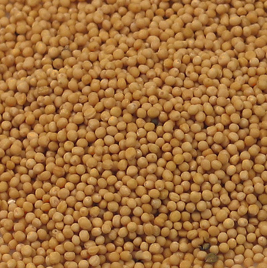 Graines de moutarde, de couleur claire, 1 kg emballé dans un emballage réutilisable de haute qualité