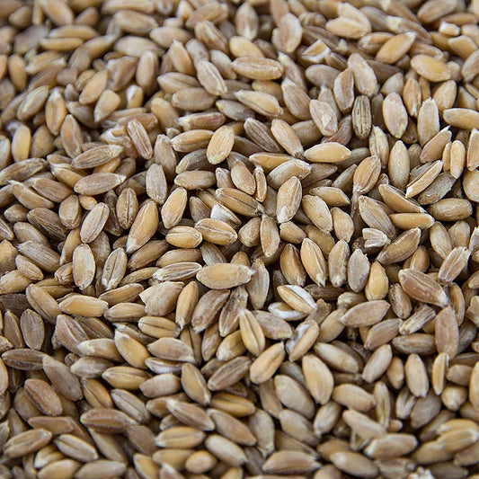Blé complet biologique Emmer (à deux grains) 1 kg, sain et nutritif